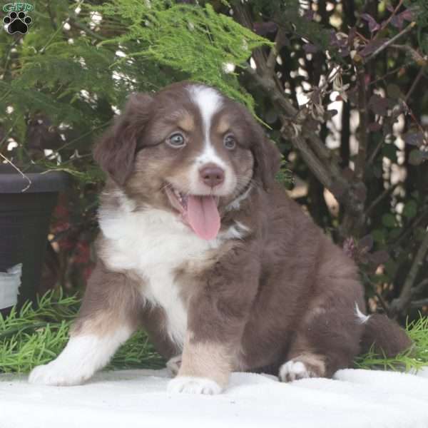 Sebby, Miniature Australian Shepherd Puppy